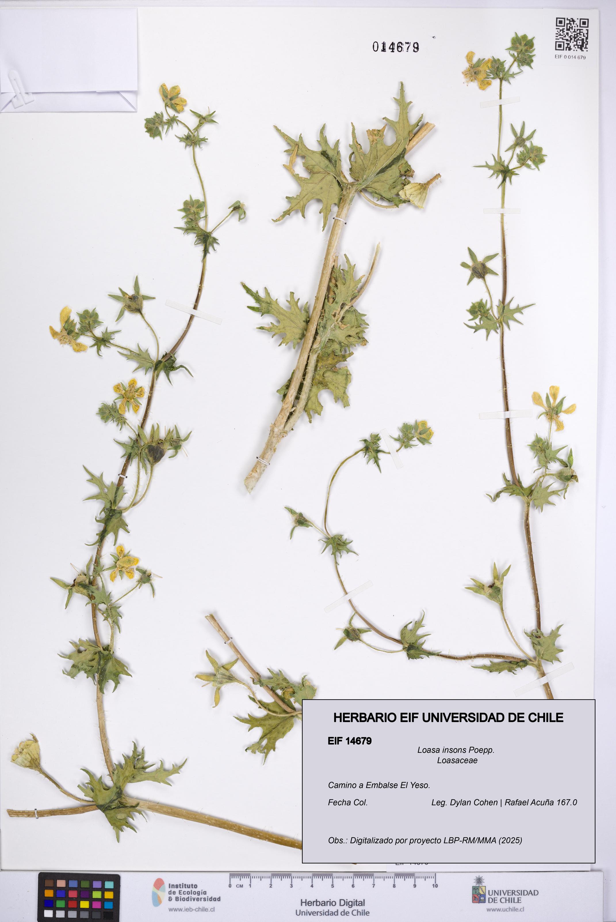 Loasa insons [Espécimen: UCH:EIF:0014679]