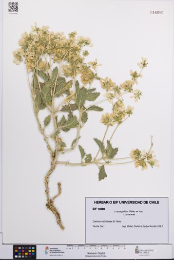 Loasa pallida [Espécimen: UCH:EIF:0014680]