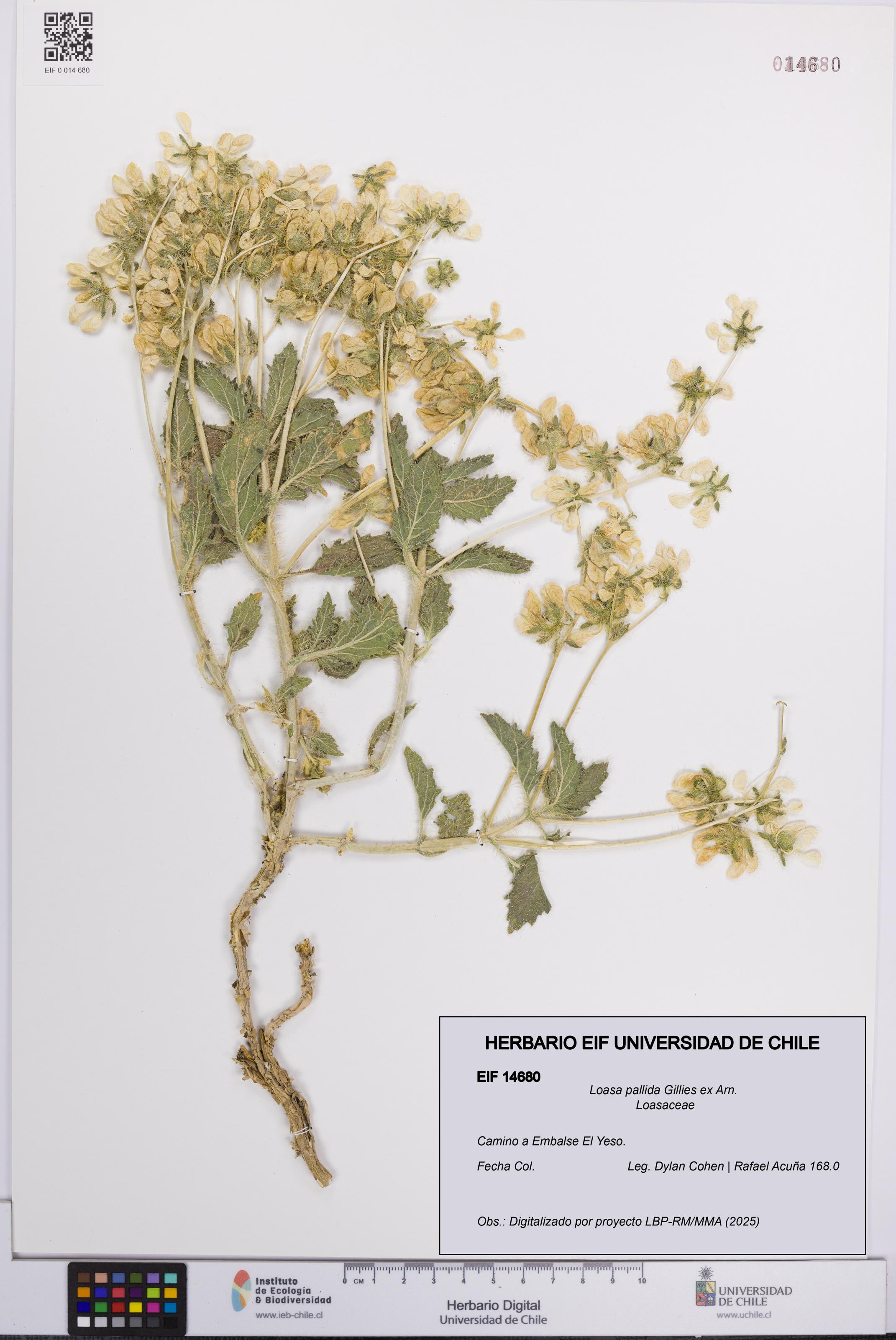 Loasa pallida [Espécimen: UCH:EIF:0014680]