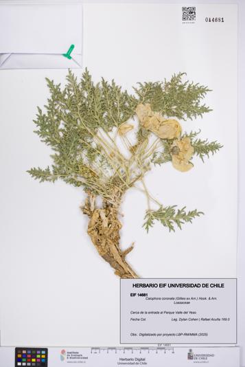 Caiophora coronata [Espécimen: UCH:EIF:0014681]