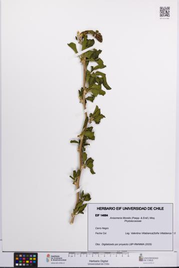 Anisomeria littoralis [Espécimen: UCH:EIF:0014684]