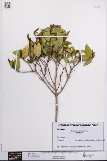 Colliguaja odorifera [Espécimen: UCH:EIF:0014685]