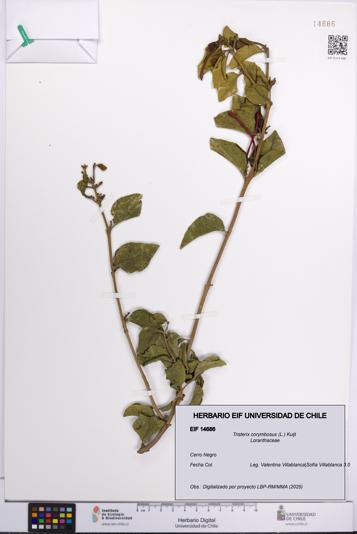 Tristerix corymbosus [Espécimen: UCH:EIF:0014686]