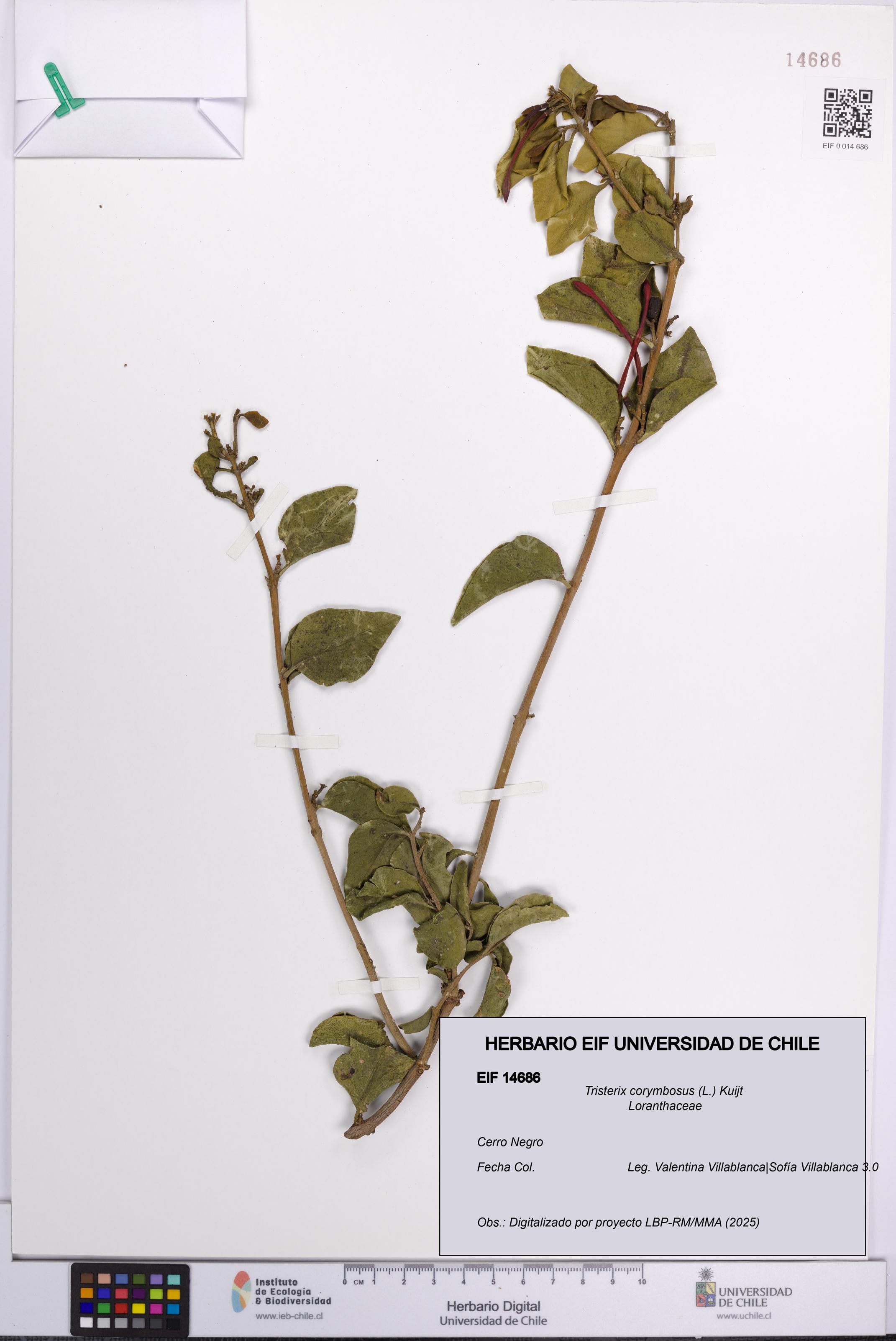 Tristerix corymbosus [Espécimen: UCH:EIF:0014686]