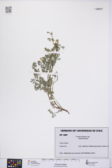 Fumaria agraria [Espécimen: UCH:EIF:0014687]