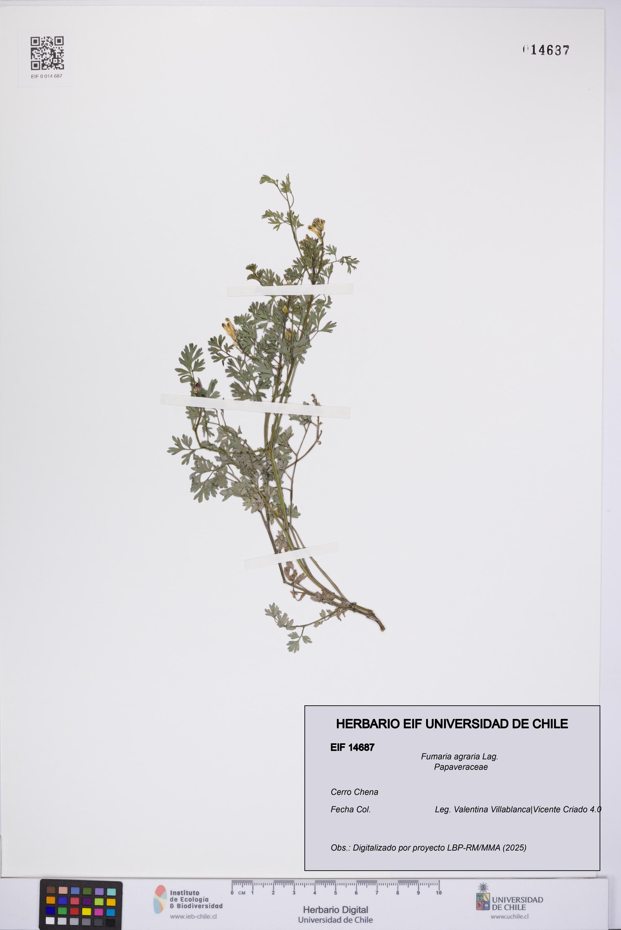 Fumaria agraria [Espécimen: UCH:EIF:0014687]