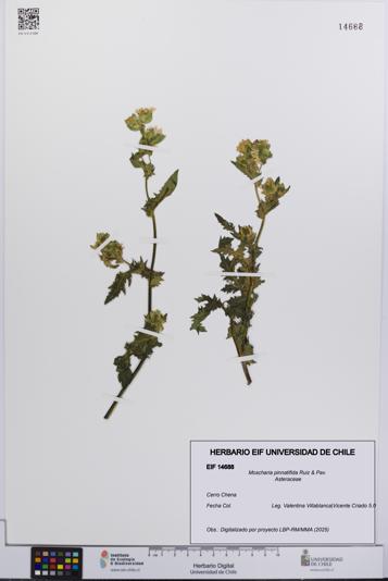 Moscharia pinnatifida [Espécimen: UCH:EIF:0014688]