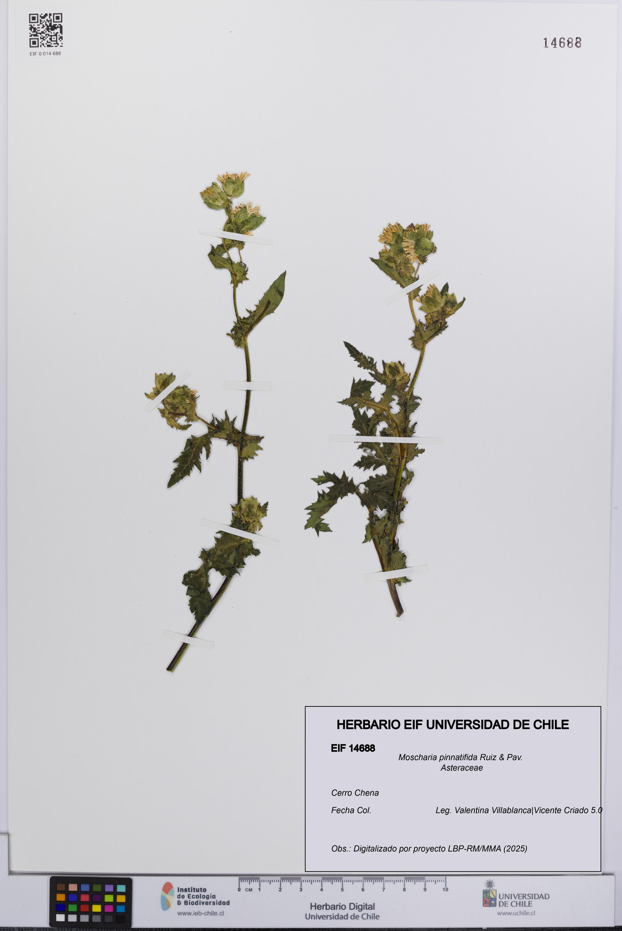 Moscharia pinnatifida [Espécimen: UCH:EIF:0014688]