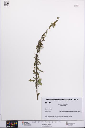 Teucrium bicolor [Espécimen: UCH:EIF:0014689]