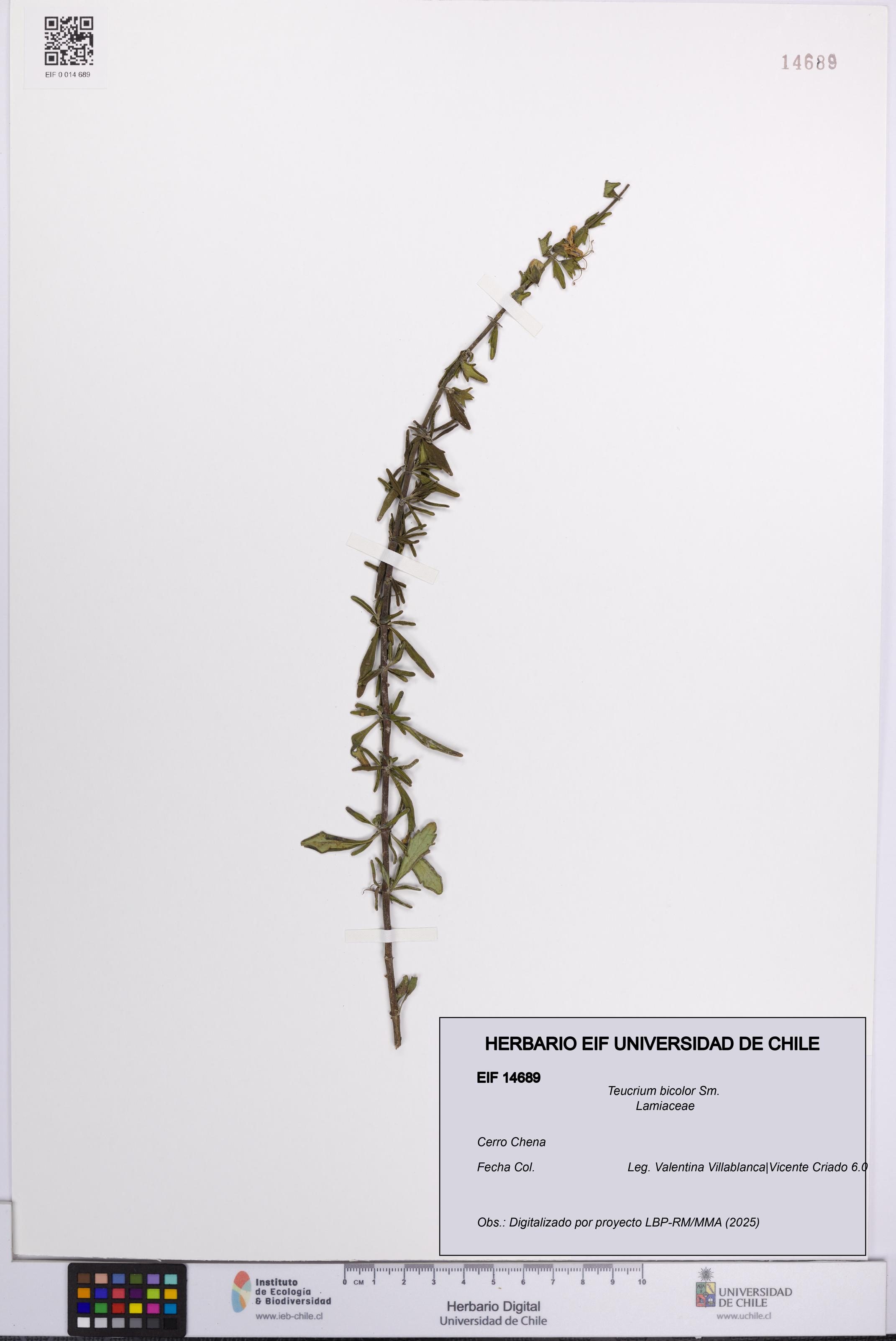 Teucrium bicolor [Espécimen: UCH:EIF:0014689]
