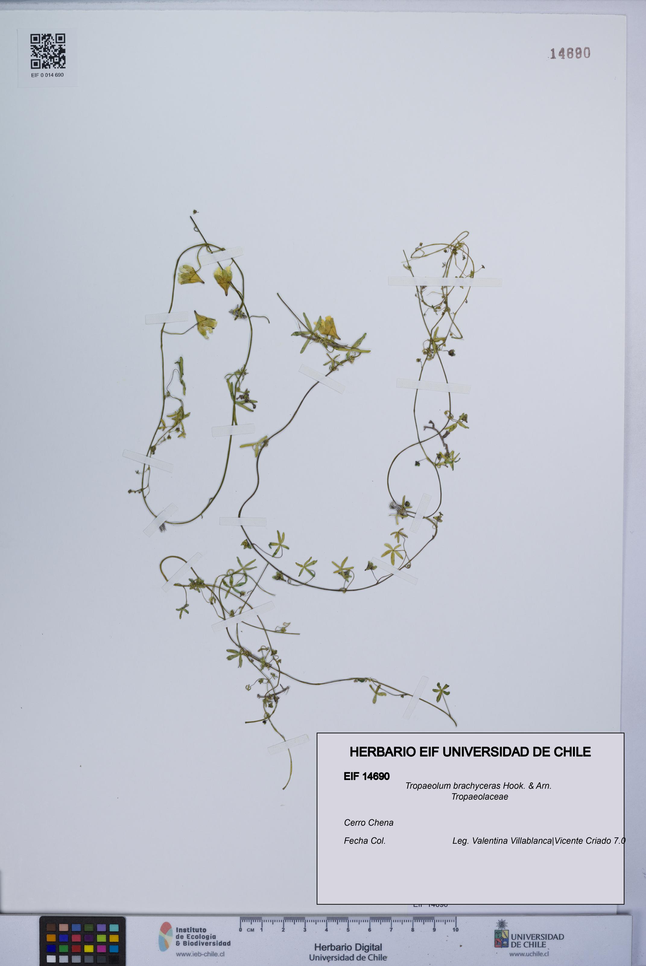 Tropaeolum brachyceras [Espécimen: UCH:EIF:0014690]