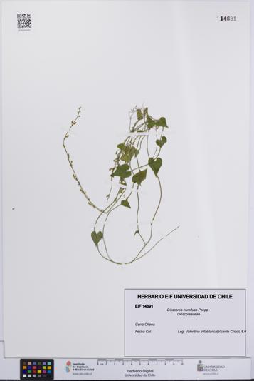 Dioscorea humifusa [Espécimen: UCH:EIF:0014691]