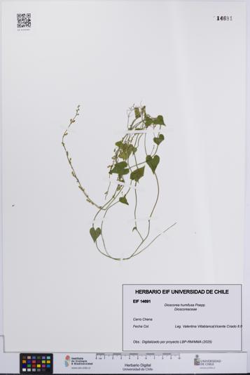Dioscorea humifusa [Espécimen: UCH:EIF:0014691]