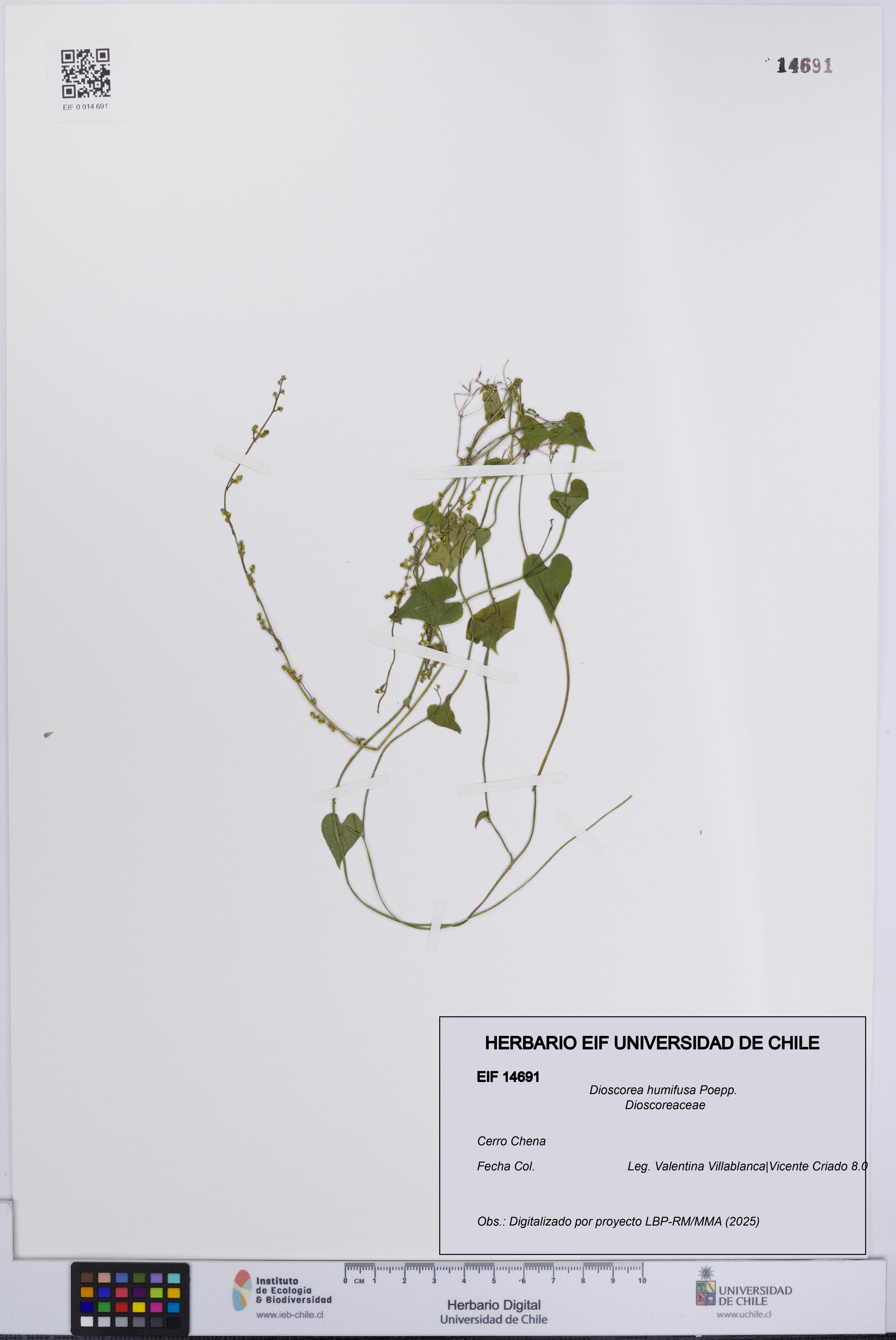 Dioscorea humifusa [Espécimen: UCH:EIF:0014691]