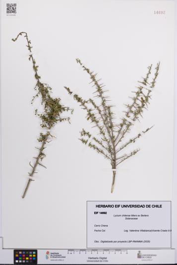 Lycium chilense [Espécimen: UCH:EIF:0014692]