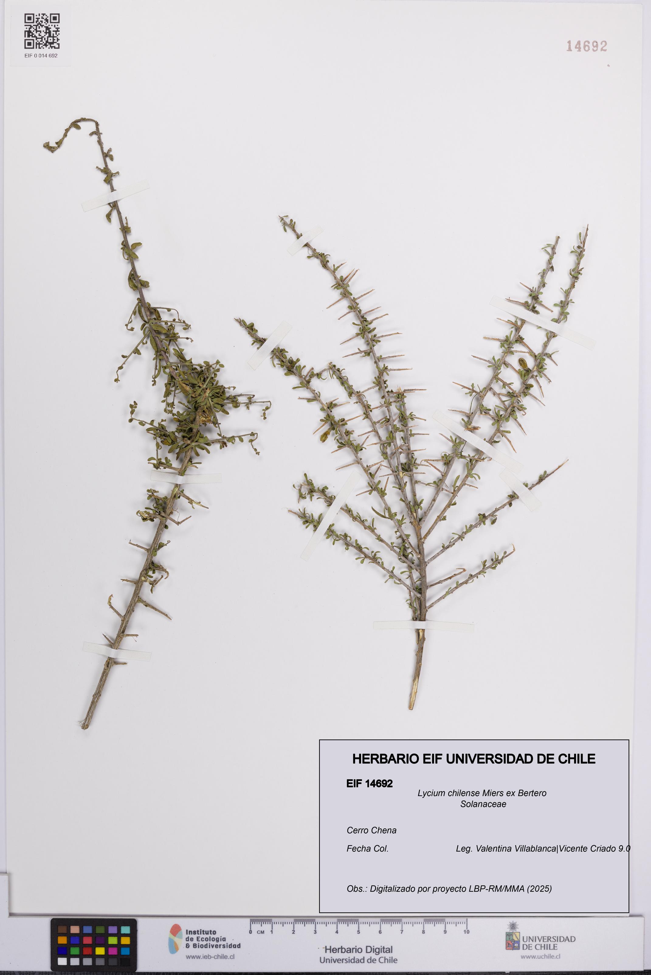 Lycium chilense [Espécimen: UCH:EIF:0014692]