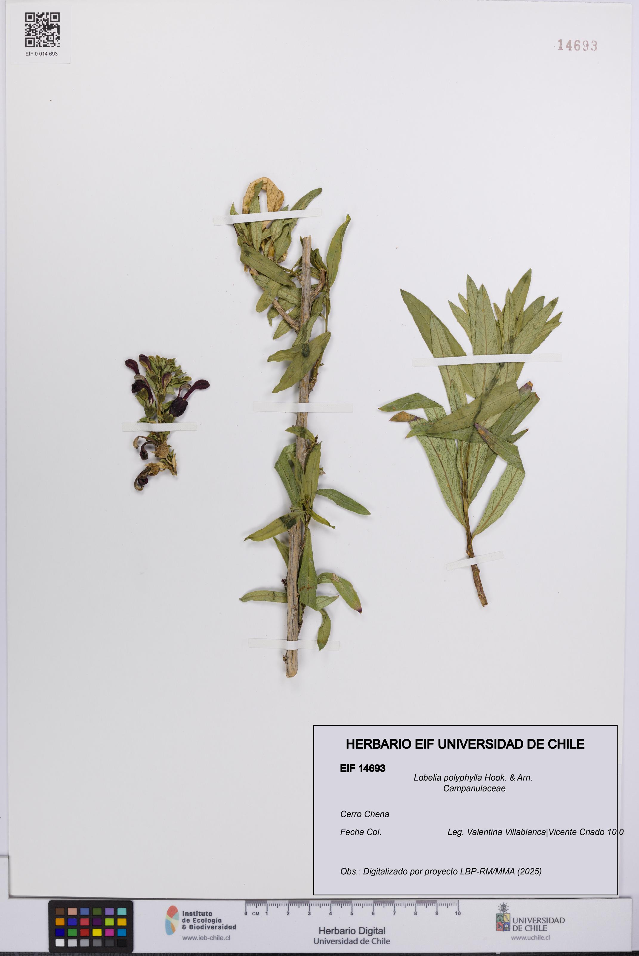 Lobelia polyphylla [Espécimen: UCH:EIF:0014693]