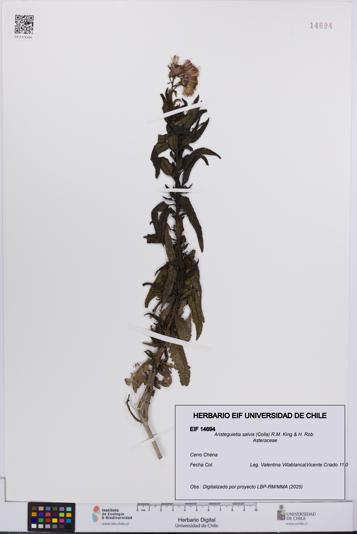 Aristeguietia salvia [Espécimen: UCH:EIF:0014694]