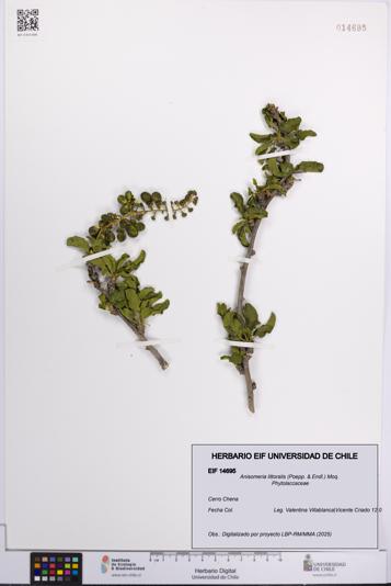 Anisomeria littoralis [Espécimen: UCH:EIF:0014695]