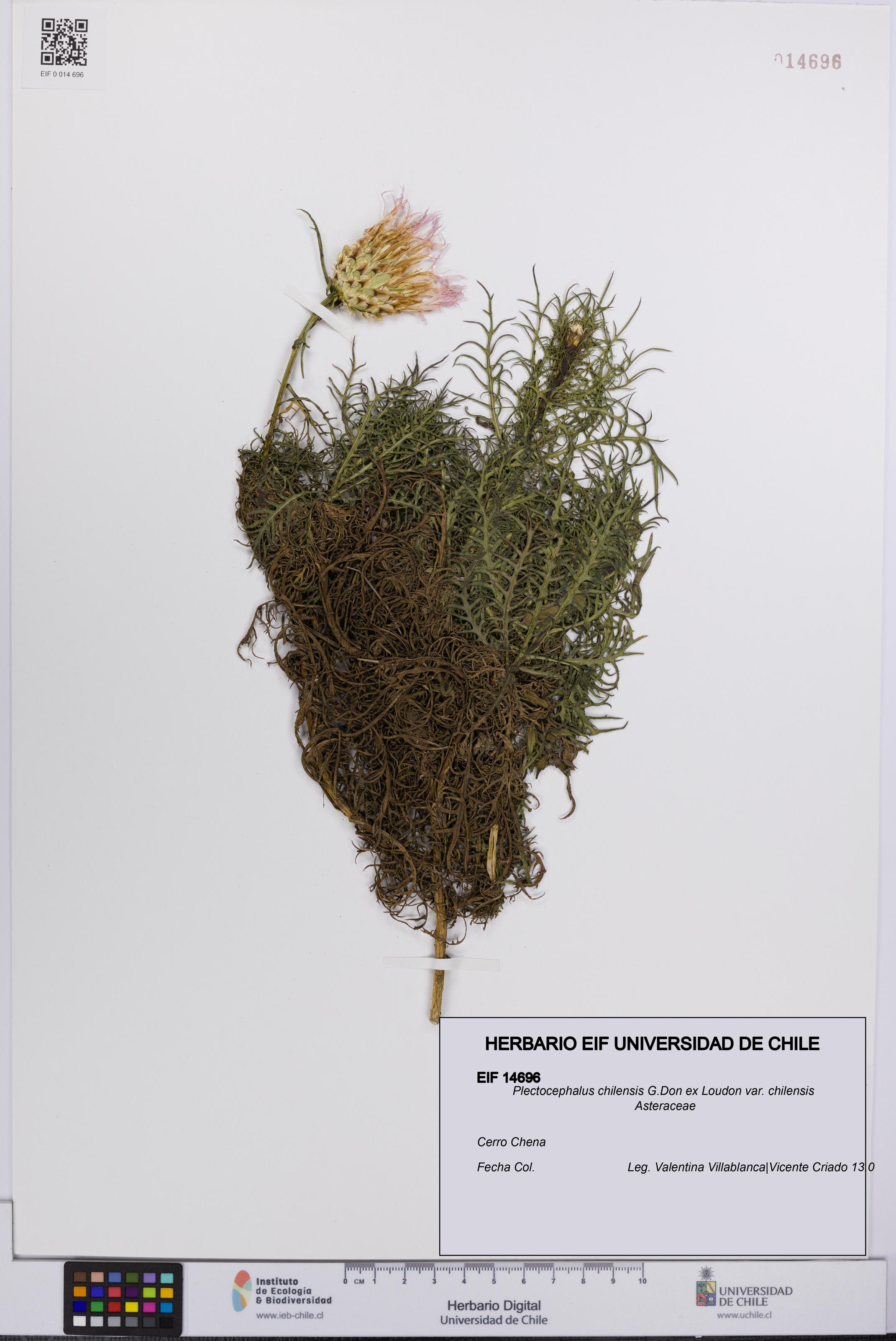 Plectocephalus chilensis var. chilensis [Espécimen: UCH:EIF:0014696]
