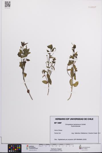 Chiropetalum berterianum [Espécimen: UCH:EIF:0014697]