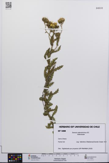 Senecio adenotrichius [Espécimen: UCH:EIF:0014698]