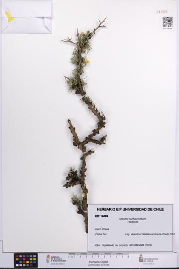 Adesmia confusa [Espécimen: UCH:EIF:0014699]