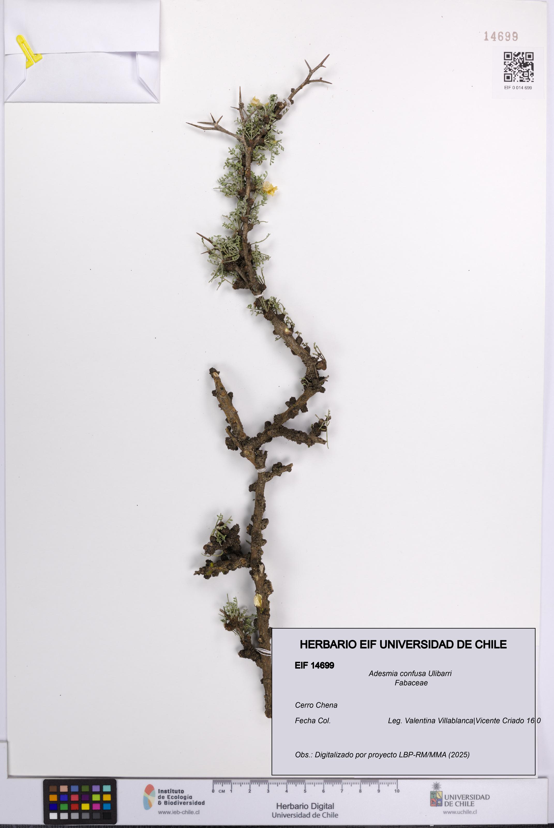 Adesmia confusa [Espécimen: UCH:EIF:0014699]