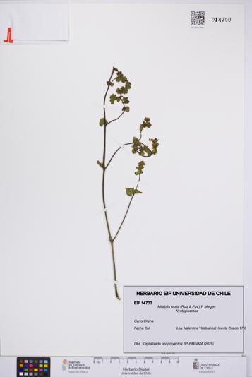 Mirabilis ovata [Espécimen: UCH:EIF:0014700]