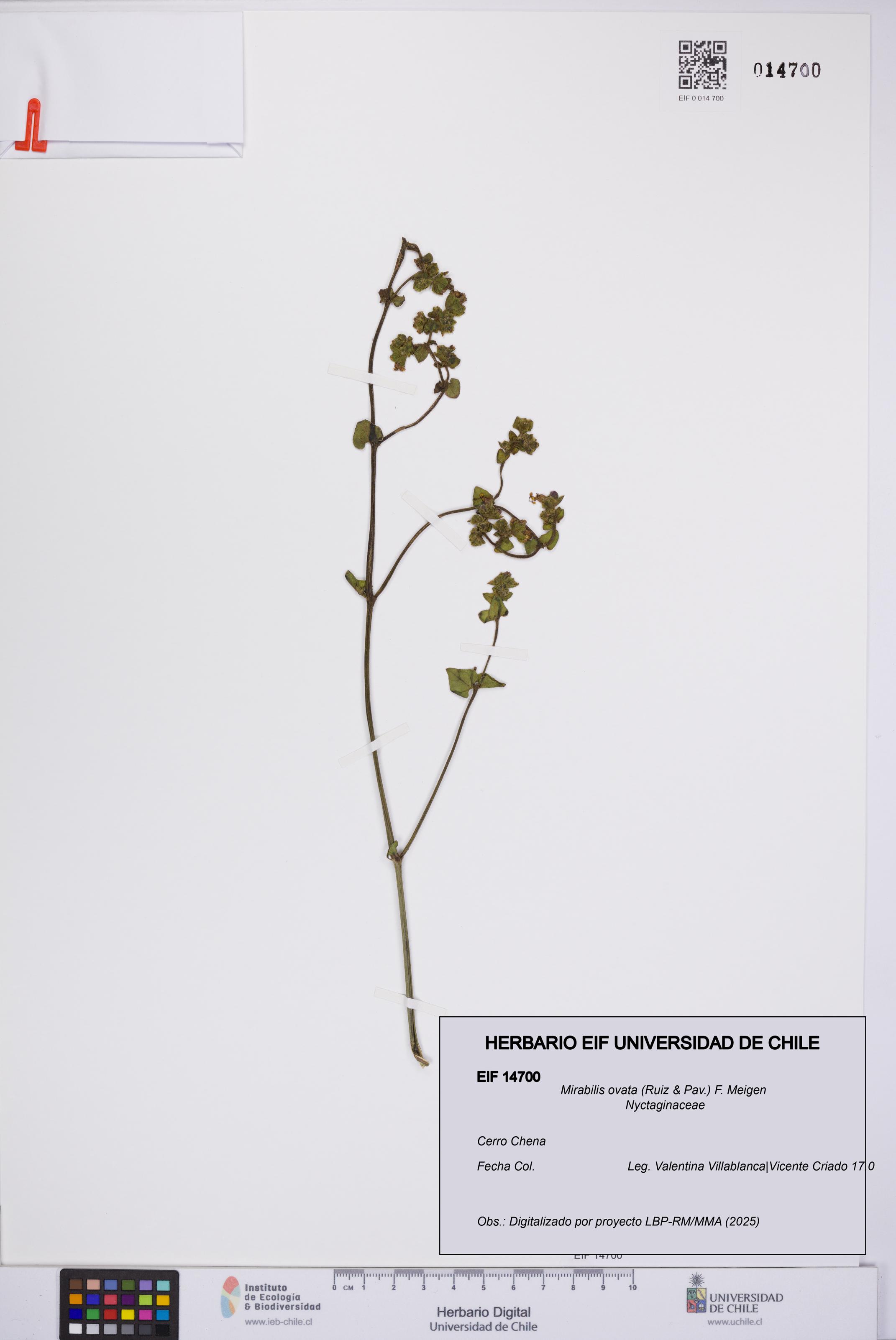 Mirabilis ovata [Espécimen: UCH:EIF:0014700]