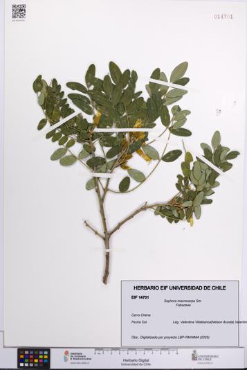 Sophora macrocarpa [Espécimen: UCH:EIF:0014701]