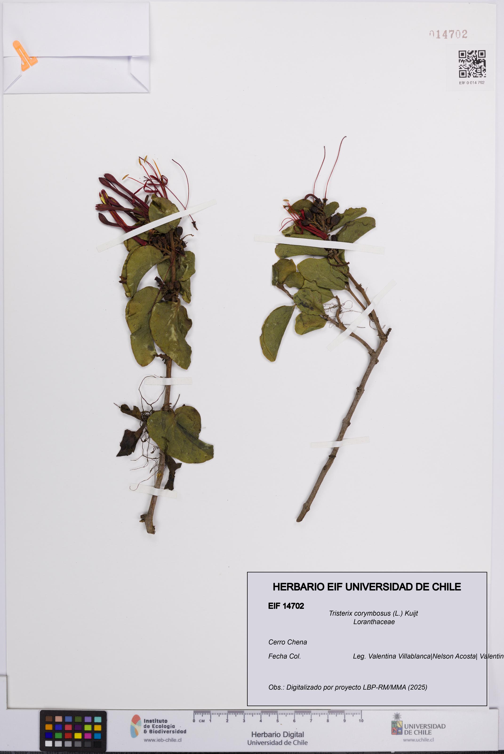 Tristerix corymbosus [Espécimen: UCH:EIF:0014702]