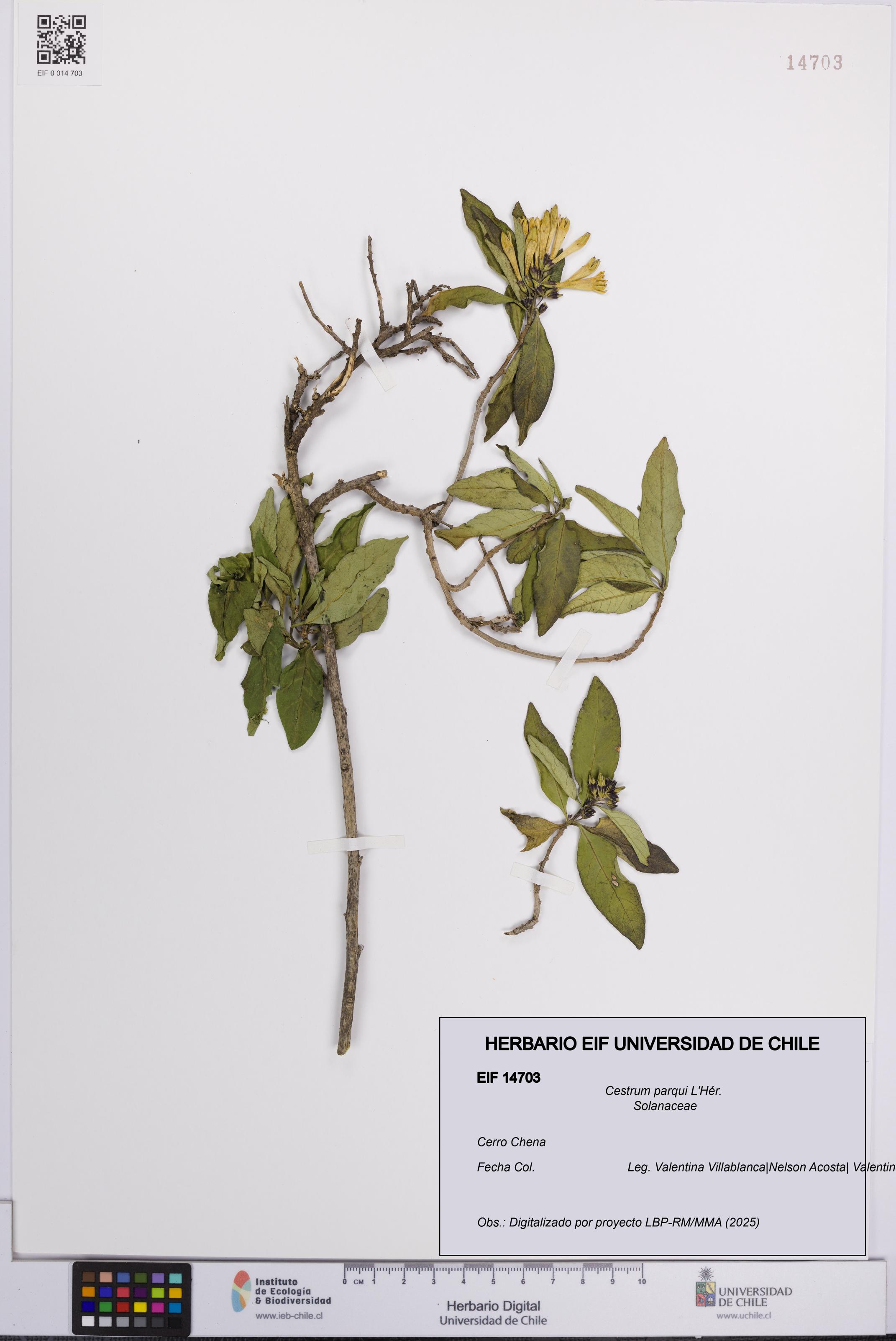 Cestrum parqui [Espécimen: UCH:EIF:0014703]