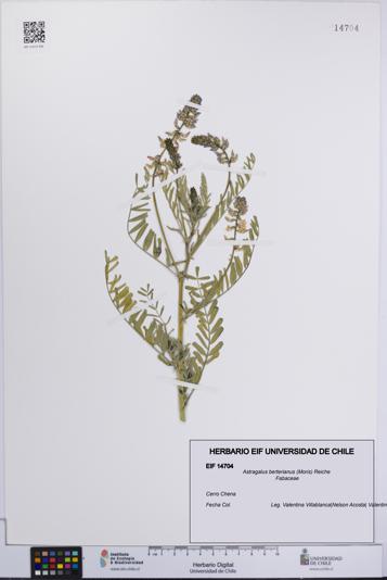 Astragalus berterianus [Espécimen: UCH:EIF:0014704]