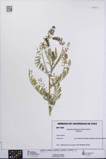 Astragalus berterianus [Espécimen: UCH:EIF:0014704]