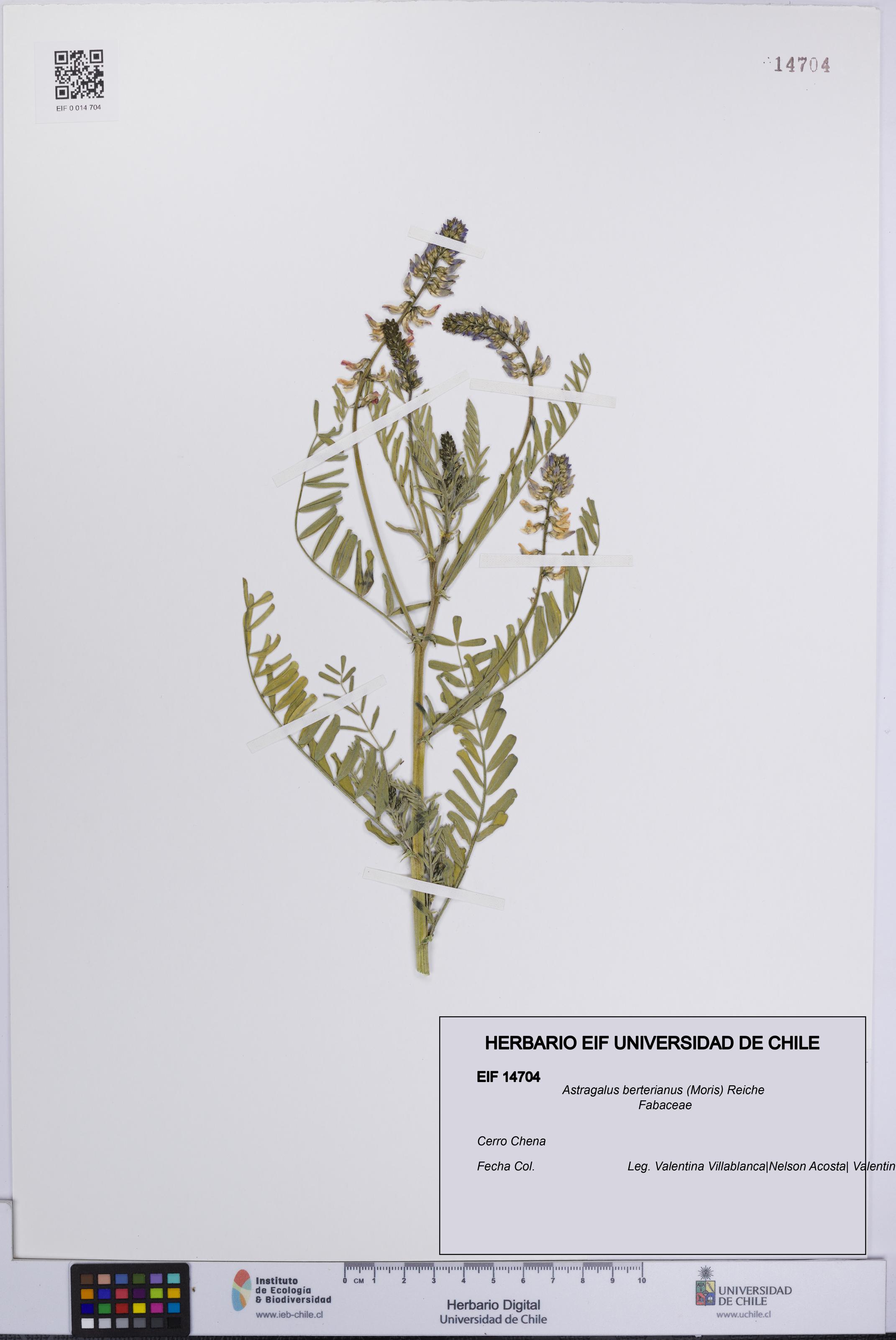 Astragalus berterianus [Espécimen: UCH:EIF:0014704]