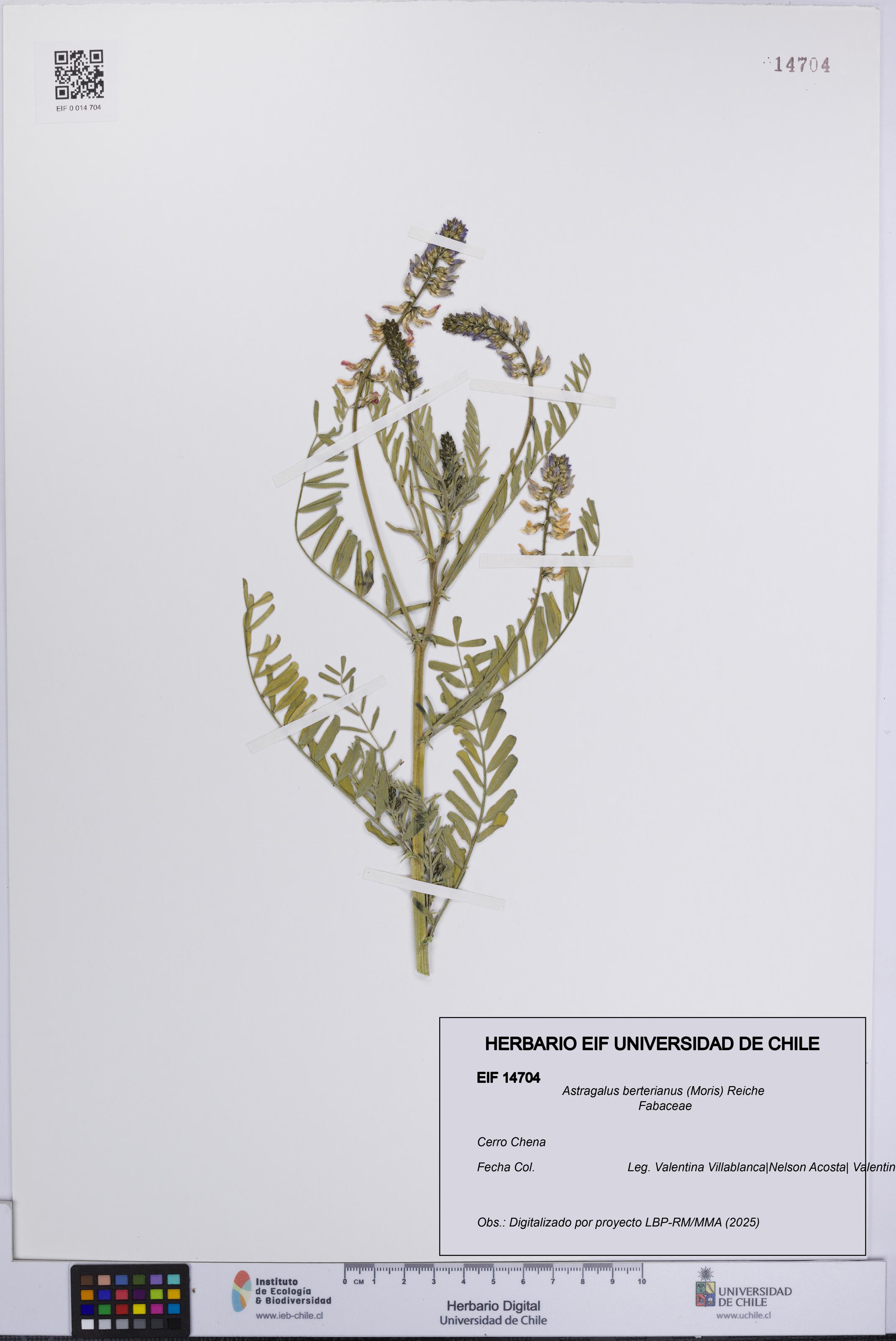 Astragalus berterianus [Espécimen: UCH:EIF:0014704]