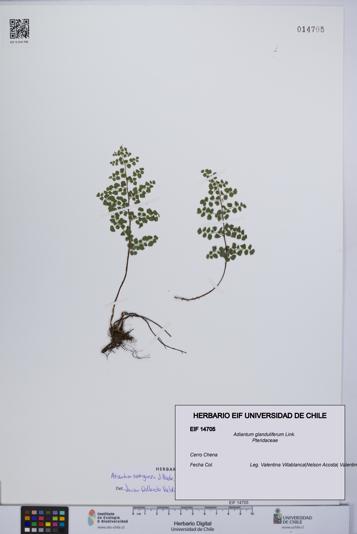 Adiantum glanduliferum [Espécimen: UCH:EIF:0014705]