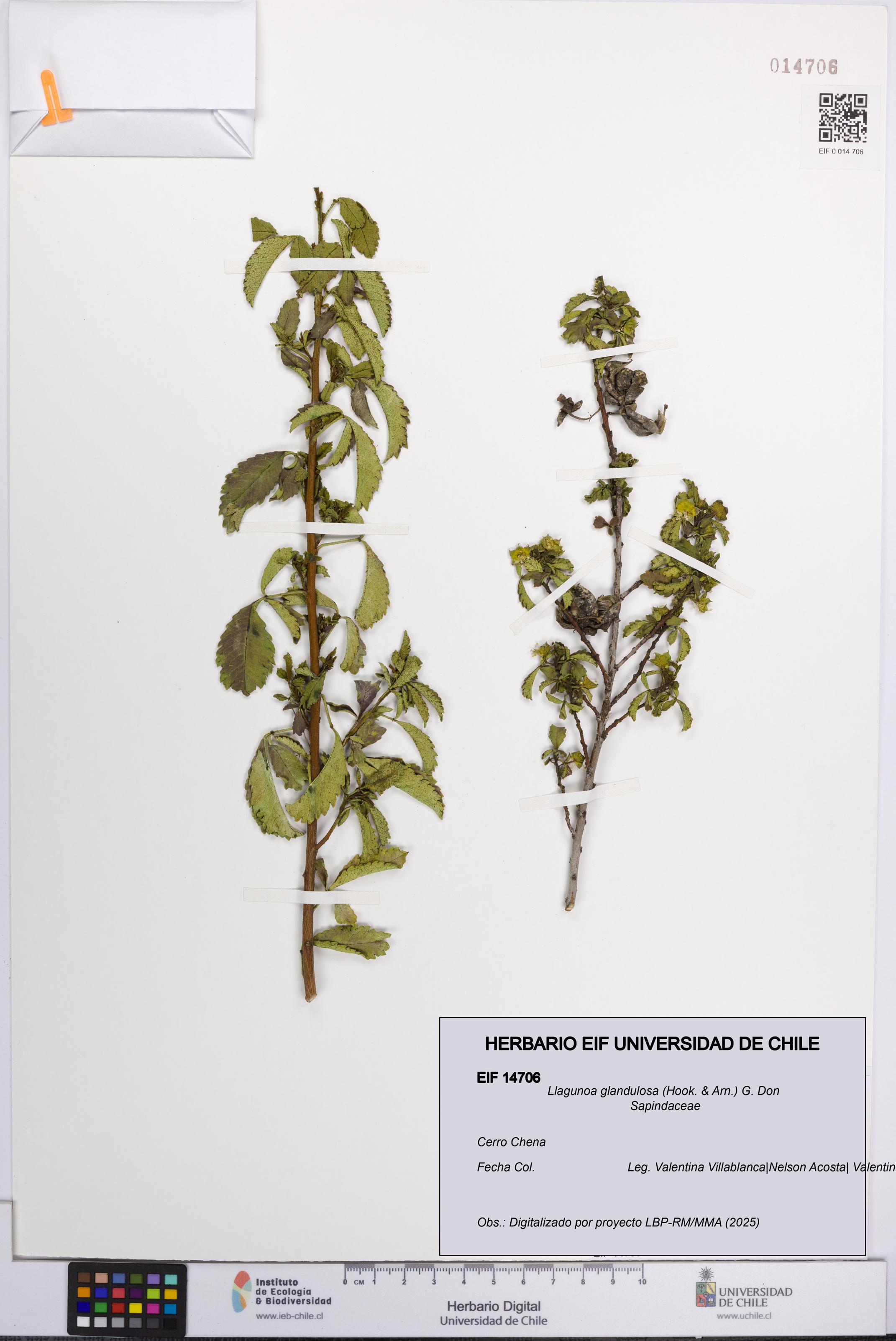 Llagunoa glandulosa [Espécimen: UCH:EIF:0014706]