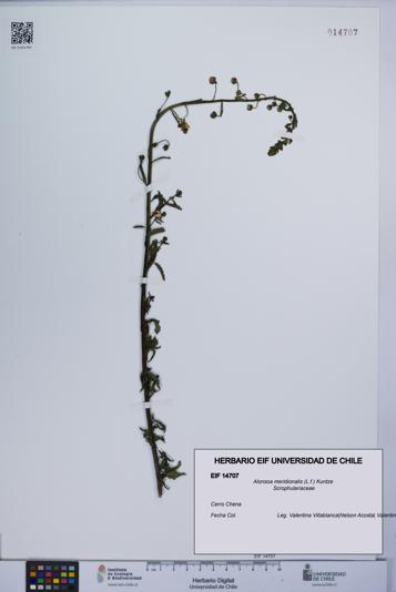 Alonsoa meridionalis [Espécimen: UCH:EIF:0014707]