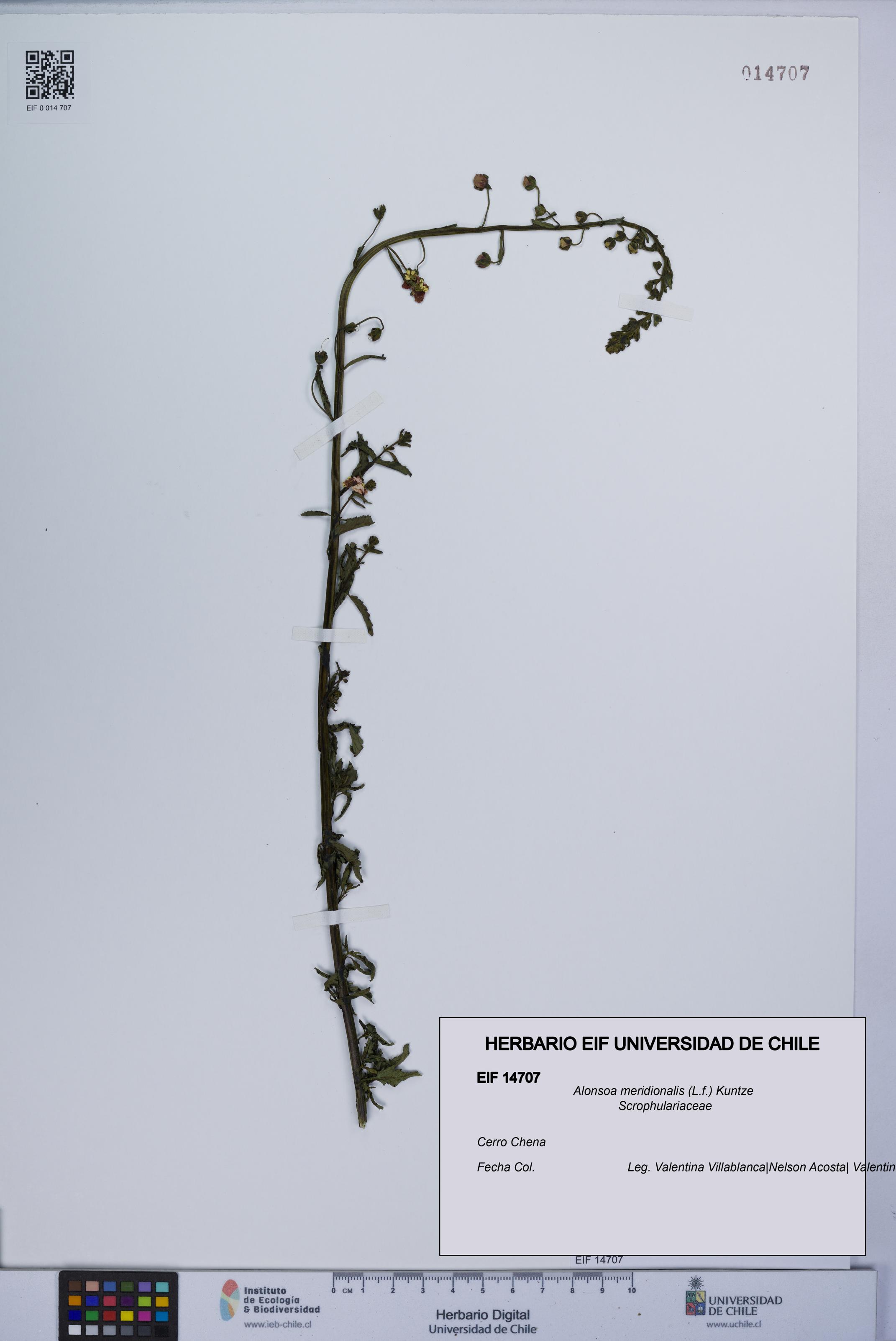 Alonsoa meridionalis [Espécimen: UCH:EIF:0014707]