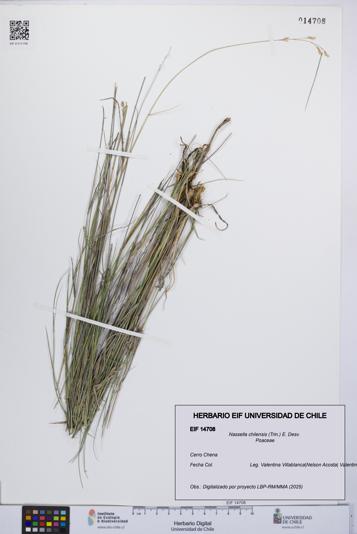 Nassella chilensis [Espécimen: UCH:EIF:0014708]