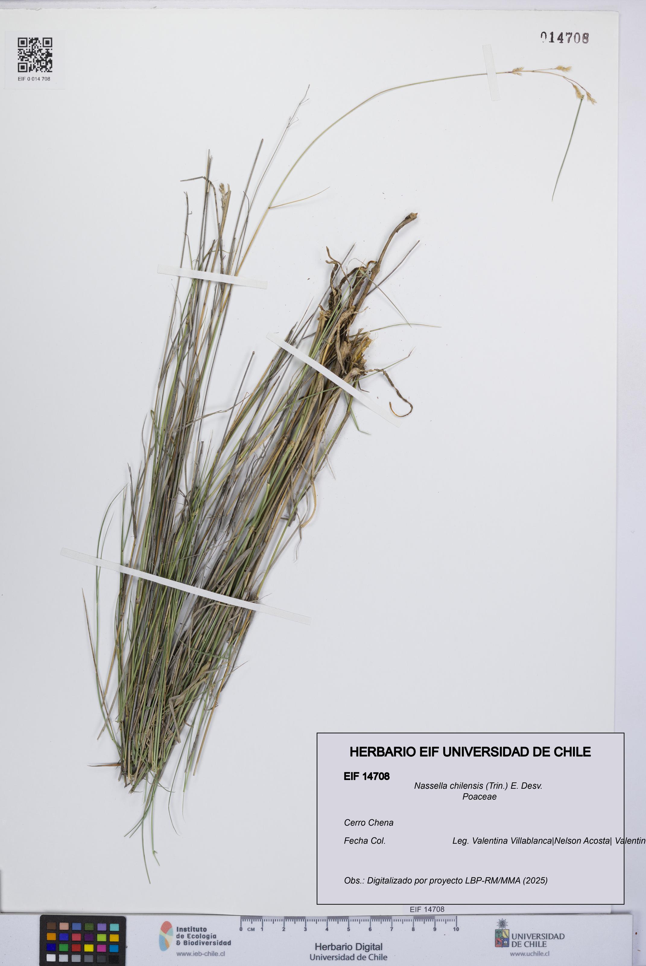 Nassella chilensis [Espécimen: UCH:EIF:0014708]