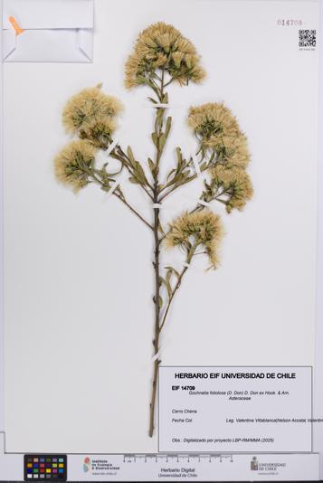 Gochnatia foliolosa [Espécimen: UCH:EIF:0014709]