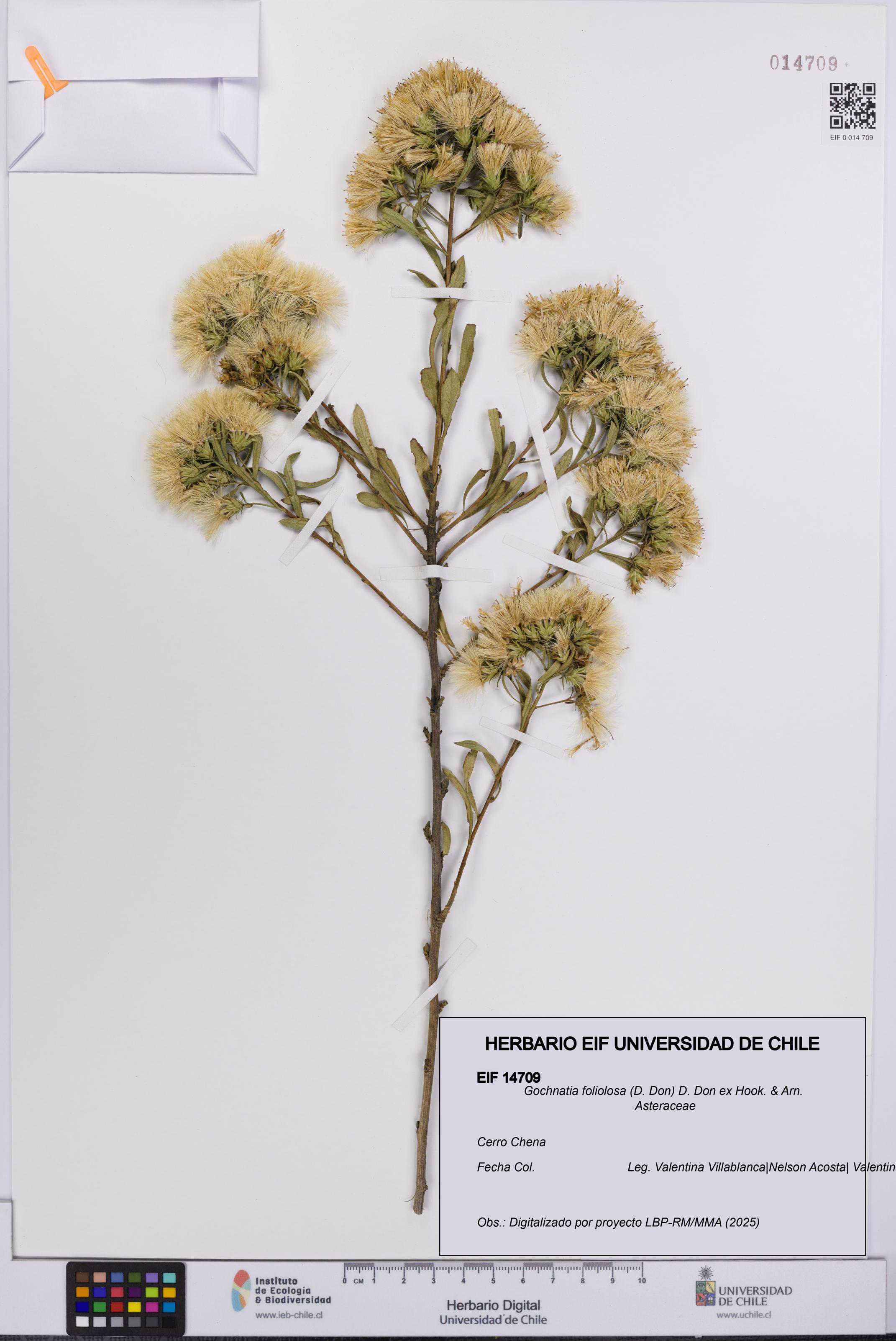 Gochnatia foliolosa [Espécimen: UCH:EIF:0014709]