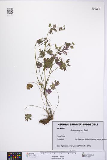 Geranium core-core [Espécimen: UCH:EIF:0014710]