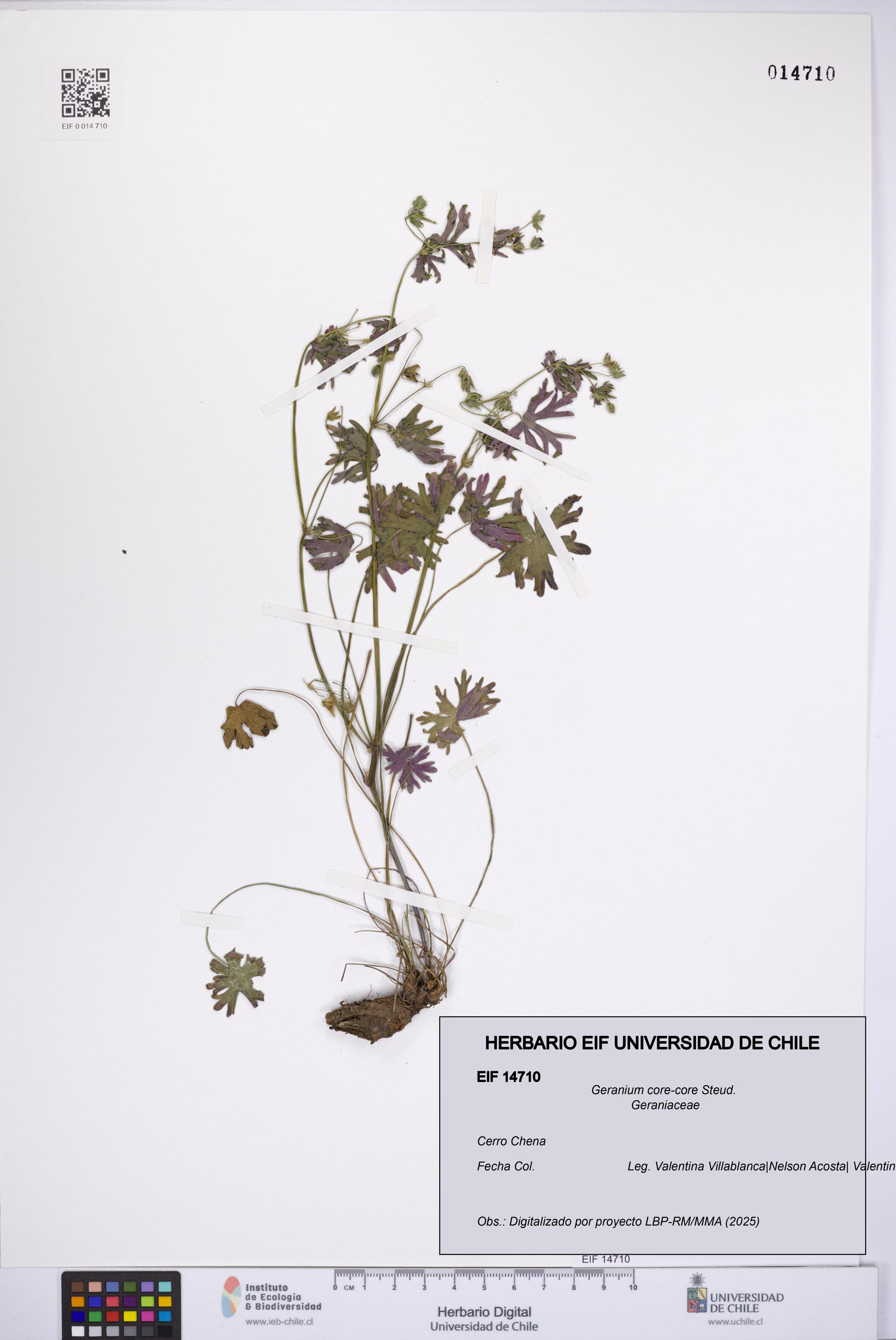 Geranium core-core [Espécimen: UCH:EIF:0014710]