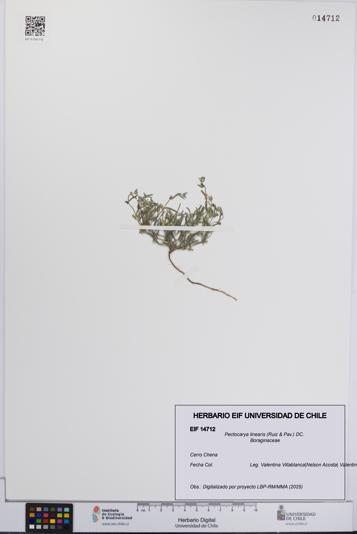 Pectocarya linearis [Espécimen: UCH:EIF:0014712]