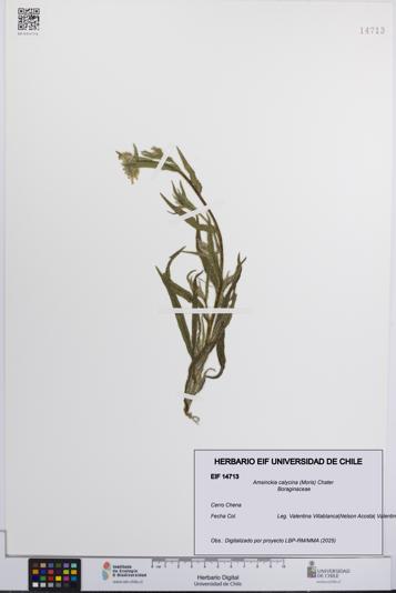 Amsinckia calycina [Espécimen: UCH:EIF:0014713]