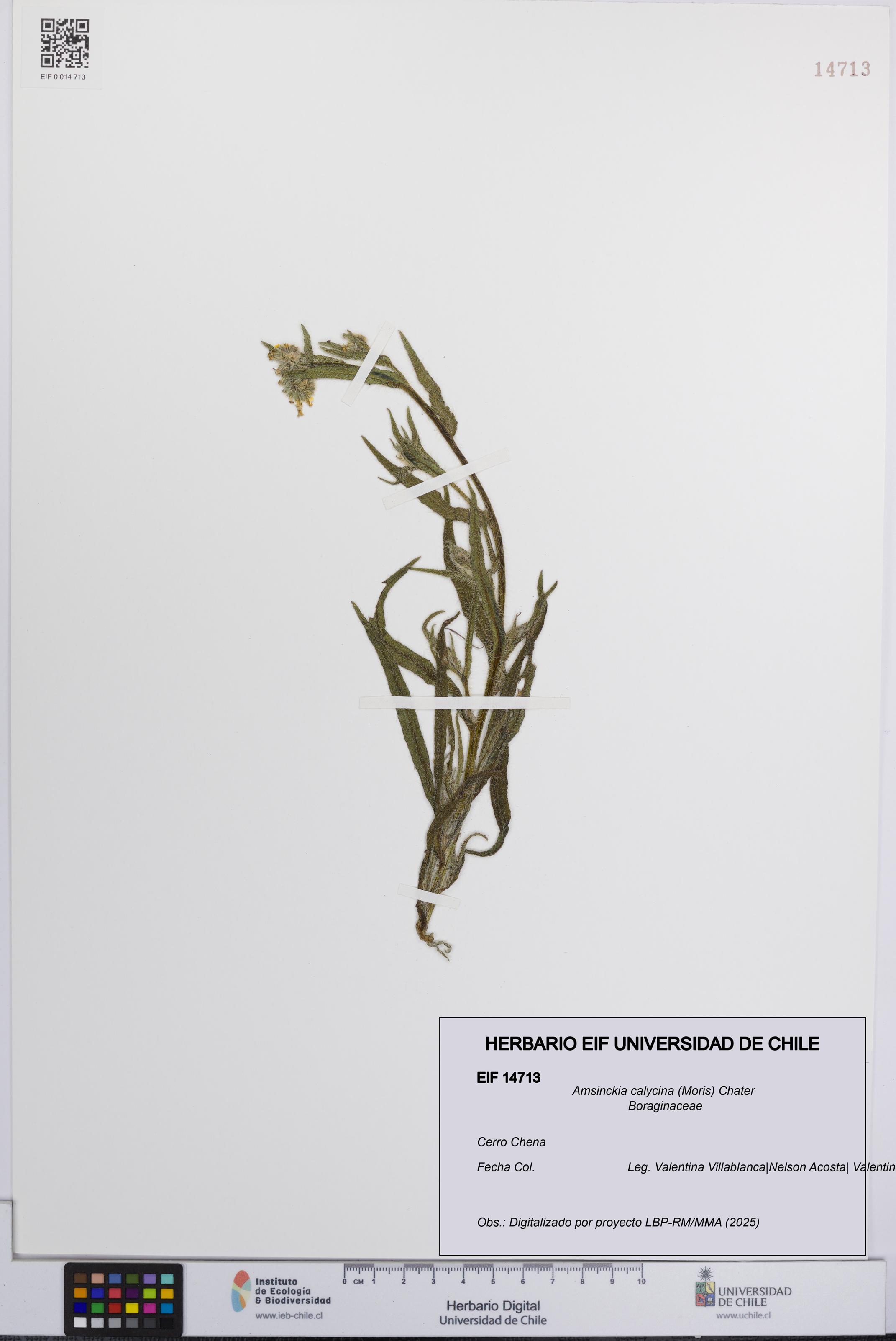 Amsinckia calycina [Espécimen: UCH:EIF:0014713]